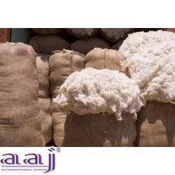 Egyptian Cotton Manufacturer Supplier Wholesale Exporter Importer Buyer Trader Retailer in Hinganghat Maharashtra India